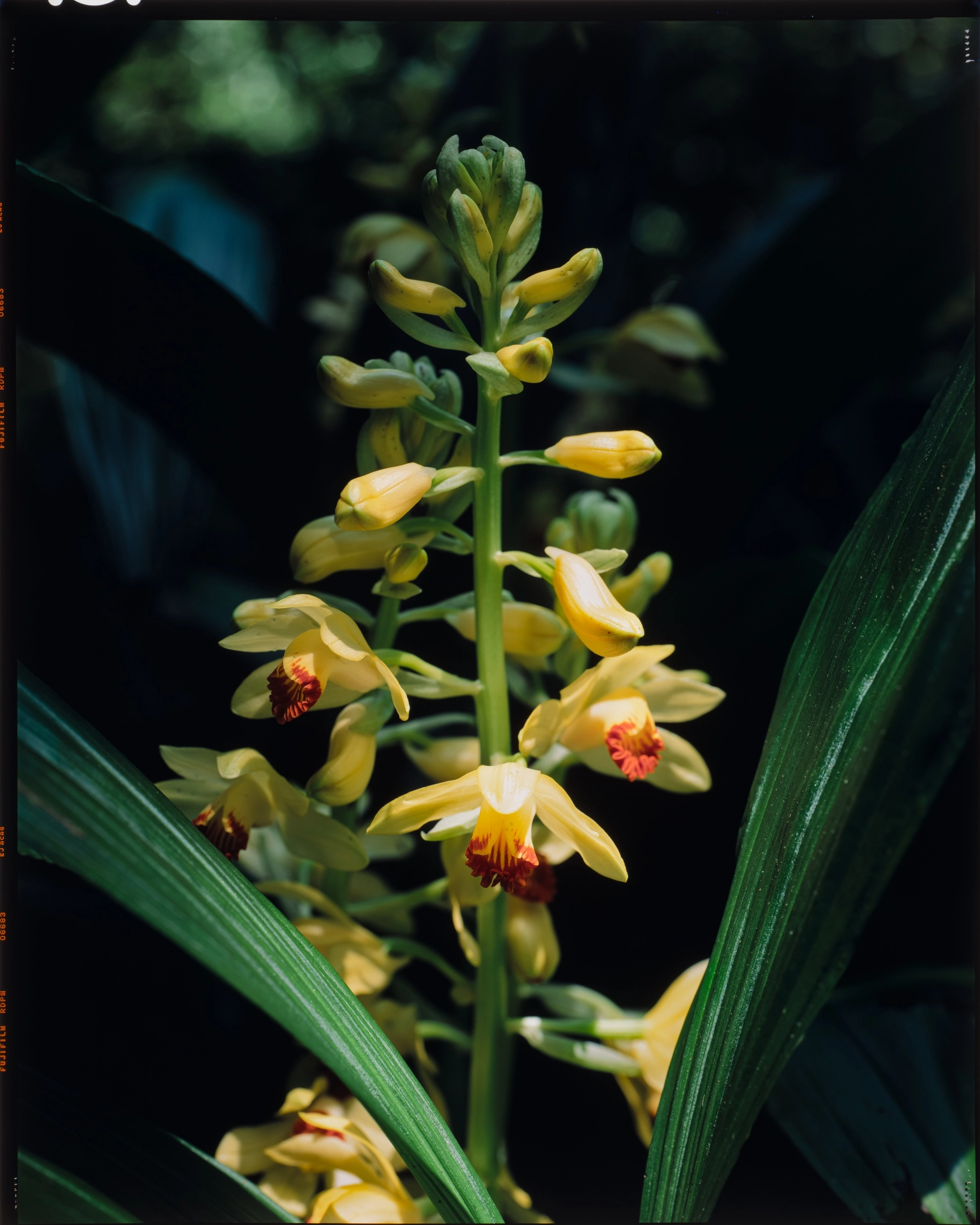 Phaius flavus